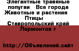 Элегантные травяные попугаи - Все города Животные и растения » Птицы   . Ставропольский край,Лермонтов г.